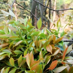 现摘乌饭叶新鲜南烛叶乌饭树叶黑米饭黑饭叶子【4月20日前发货】