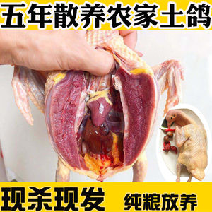老鸽子肉新鲜乳鸽农家散养五年老柴鸽食用土鸽煲汤真空活体现杀