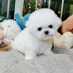 纯种比熊幼犬小体长不大飞耳比熊犬茶杯犬活体小型犬家养宠物狗狗