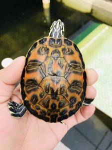 火焰龟活物宽纹红腹龟苗活体禄仔大翅膀冷水精品小宠物深水龟大龟