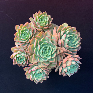 贝拉多娜多肉绿植物小盆栽室内老桩大颗阳台花园楼顶室内好养植物