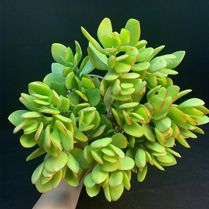 多肉植物大颗黄金花月阳台盆栽姬红花月新花月锦三色花月玉树植物