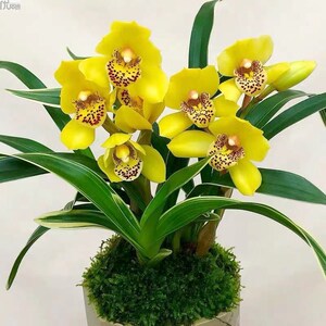 特漂亮兰花苗金凤凰金边建兰四季兰花好养易开花室内花卉绿植盆栽