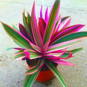 【推荐】紫皇冠花卉绿植办公室内空气净化除甲醛四季好养水培