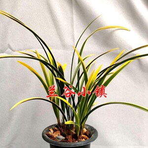 黄金万两兰花苗建兰大金边浓香鲜花卉盆栽室内绿植物好养阳台室内