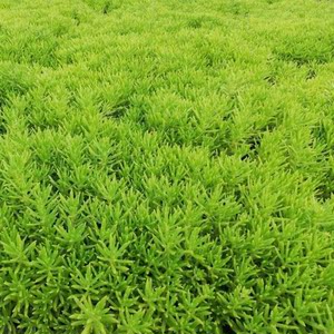 馨安逸花卉园林淘宝佛甲草中华景天黄金佛甲草屋顶庭院绿化苗盆栽坪