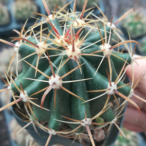 新款多肉植物仙人球仙人掌神仙玉办公室室内阳台桌面艺植园绿花.
