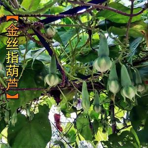 金丝指葫芦子种子中药材拐子豆中草药华佗豆跌打豆贼老豆泡药酒