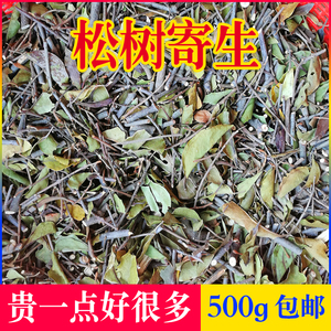 松树寄生 广西野生马尾松 桑养生茶鲜品采摘可带标本干品500g包邮