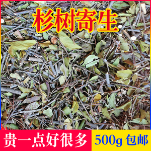 杉树寄生广西100%野生桑寄生养生茶鲜品采摘可带标本干品500g包邮