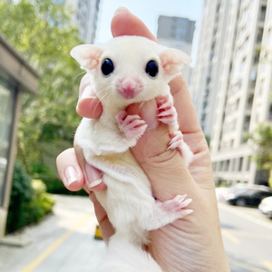 蜜袋鼯幼崽蜜袋鼬飞鼠活物送笼子上手活物蜜袋龉密小蜜袋鼠宠物