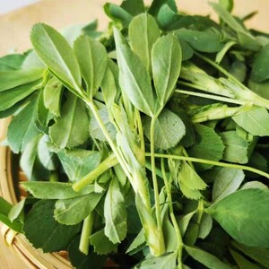 野菜陕西秋冬食用新鲜苜蓿菜苜蓿嫩芽头茬苜蓿现摘现发2.5斤装