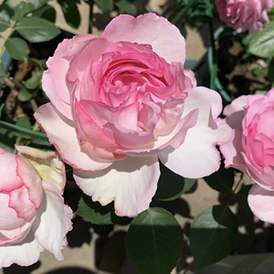 伊芙魂之香水月季花苗粉红色大花浓香勤花多季节开花阳台庭院盆栽