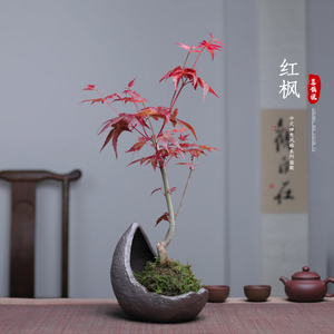 红枫盆景植物室内好养日本红舞姬树苗枫叶绿植四季枫树小盆栽花卉
