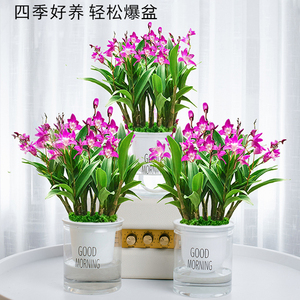 香水石斛兰盆栽带花水培植物带花苞室内蘭花绿植四季开花卉好养活