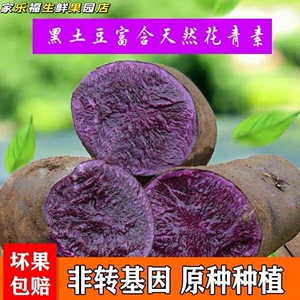芋头新鲜小芋头紫色