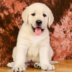 纯种拉布拉多幼犬活体中型犬导盲犬神犬小七拉布拉多犬幼崽宠物狗