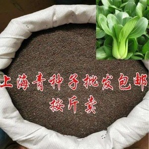 上海青种子一斤半斤100克 小青菜上海青种籽白菜种子盆栽蔬菜种子