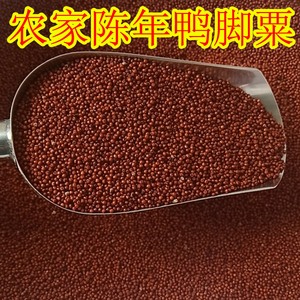 广西粟米粒龙爪粟拳头粟小婴儿枕头鸭脚粟米粥鸭脚栗米红粟米包邮