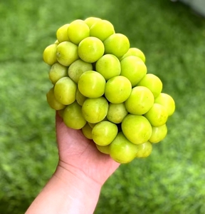 现货地得特级无籽晴王葡萄阳光玫瑰手指香印青提新鲜水果整箱日本