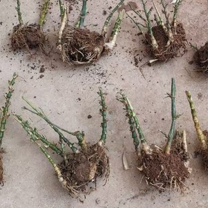 绿色小杯苗罗汉竹苗佛肚竹苗佛肚竹盆栽矮化葫芦竹罗汉竹子苗小苗