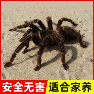 宠物蜘蛛无毒入门