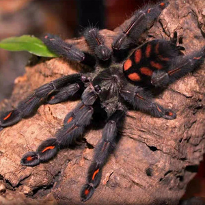 委内瑞拉太阳虎捕鸟蛛日虎2-14cm树栖类经典品种活体爬行宠物蜘蛛