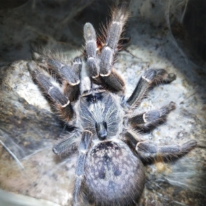 东非斜角巴布足展1-12cm凶猛别名长着后角的狒狒蜘蛛爬行宠物穴居