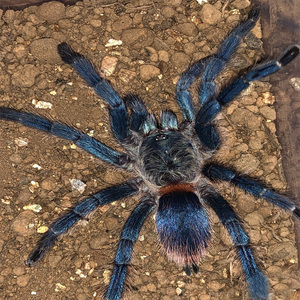 正宗巴西蓝丝绒大型昆虫宠物活蜘蛛4-10cm新手入门可上手无毒温顺