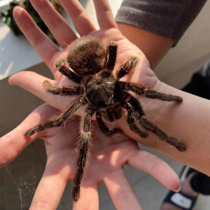 巴西所罗门宠物大蜘蛛活物巨型2-22厘米新手入门无毒可爱小昆虫活