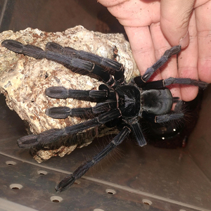 大蜘蛛宠物超大