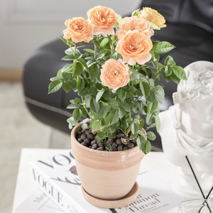 果汁阳台月季盆栽花苗特大花四季开花卉玫瑰带花苞阳台植物红果汁