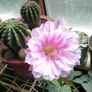 【银河系】席克氏自根仙人球粉花大彩草仙人掌类植物盆栽开花多肉