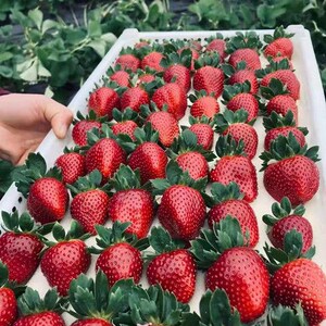 黑珍珠草莓苗带花带果盆栽地栽带原土南北方种植四季结果草莓种苗