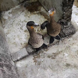 1枚包邮正宗会抓鱼的鸟鱼鹰新鲜种蛋受精蛋可孵鸬鹚鱼鹰苗种蛋