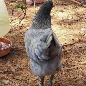 安义瓦灰鸡种蛋受精蛋可孵化高产种蛋农家散养土鸡观赏虫草鸡