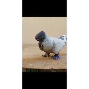 新疆特别观赏鸽子种鸽翻翻高飞筋斗鸽子阿拉伯拉合尔鸽种蛋受精蛋