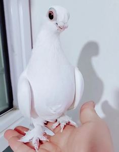 新疆系短嘴观赏鸟豆眼白鸽子活体种蛋精品三瓣嘴毛脚小嘴鸽受精蛋