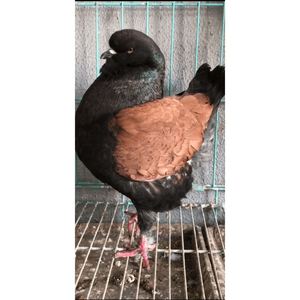 铜背反色摩登那种鸽种蛋受精蛋保姆孵化圆环元宝鸽子元环鸽 2.8斤