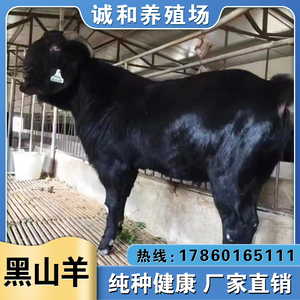【黑山羊活苗】黑山羊活苗品牌,价格 - 阿里巴巴