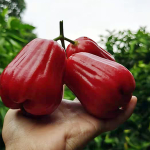 正宗海南三亚黑金刚莲雾新鲜树上熟现摘现发精选5斤顺丰