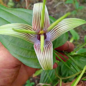 百部苗百步根苗药材种植苗百部种苗对叶红花大百部苗绿植