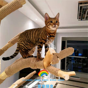 玩具虎猫纯种活体赛级美国血统虎斑纹琥珀色短毛大型宠物家养幼猫