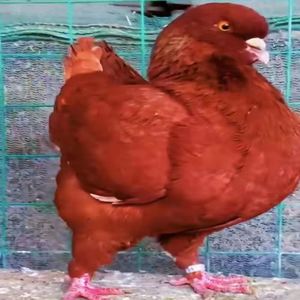 特大元宝鸽子一对超大体巨型鸽子活一对大型肉鸽种鸽活体活物幼鸽