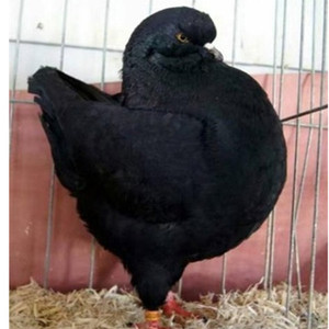 黑色鸽子圆环元宝摩登那鸽子受精蛋种蛋观赏鸽子蛋美系大体肉鸽蛋