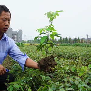 八月瓜苗紫瓜苗八月炸果苗九月黄野香蕉盆栽树苗藤类种植当年结果
