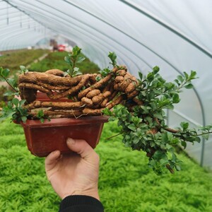 【枸杞盆景造景】枸杞盆景造景品牌,价格 - 阿里巴巴