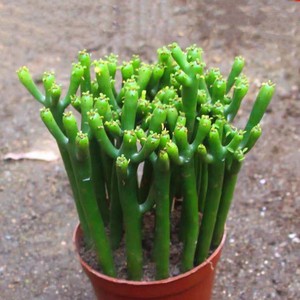 多肉招财万重山发财棍仙人掌室内办公室净化除甲醛绿植盆栽