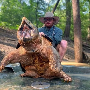 鳄鱼龟苗大鳄龟