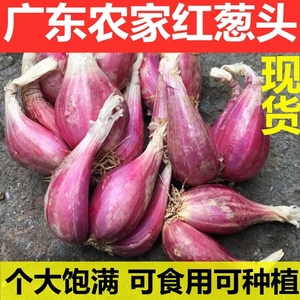 广东红葱头干葱头香葱头火葱阳台盆蔬菜红头葱可熬油种植5斤包邮